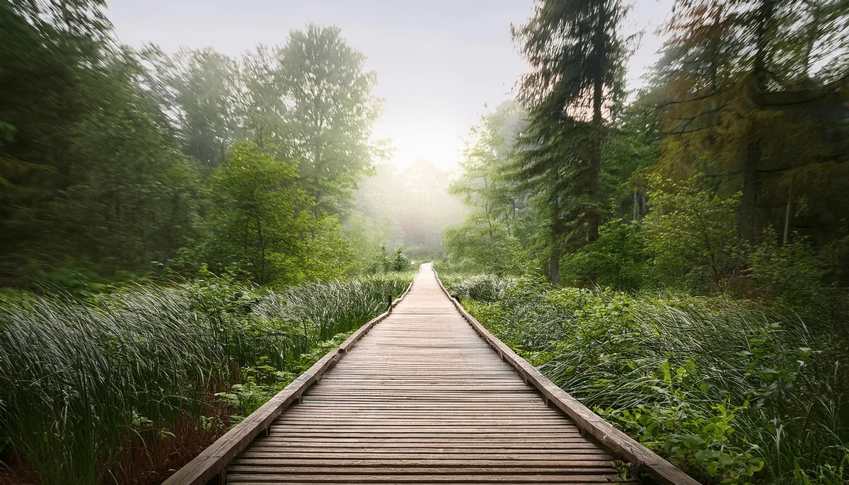A peaceful walking path through a natural setting with soft morning light